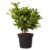 Planta naturala Rhododendron ‘Roseum Elegans’ decorativa de exterior, in ghiveci C2, 30-40 cm