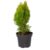 Planta naturala Thuja, de exterior, in ghiveci